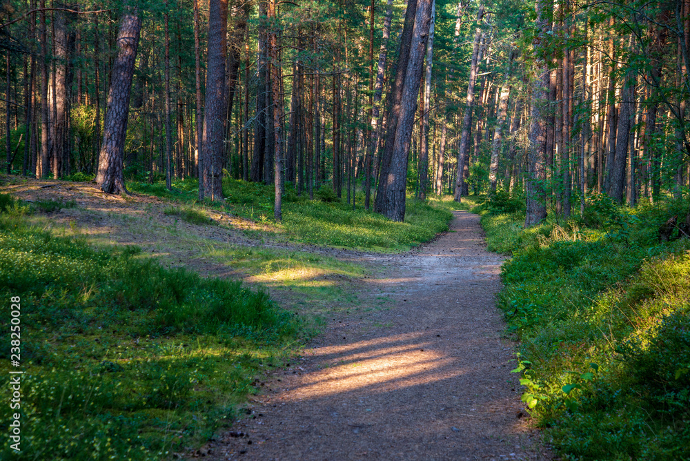 Obraz premium tourist hiking trail track in green summer forest