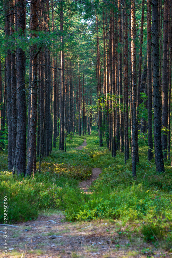 Obraz premium tourist hiking trail track in green summer forest