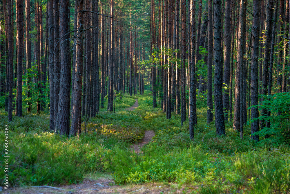 Obraz premium tourist hiking trail track in green summer forest