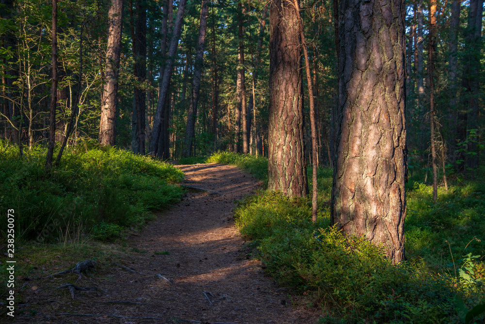 tourist hiking trail track in green summer forest tourist hiking trail track in green summer forest