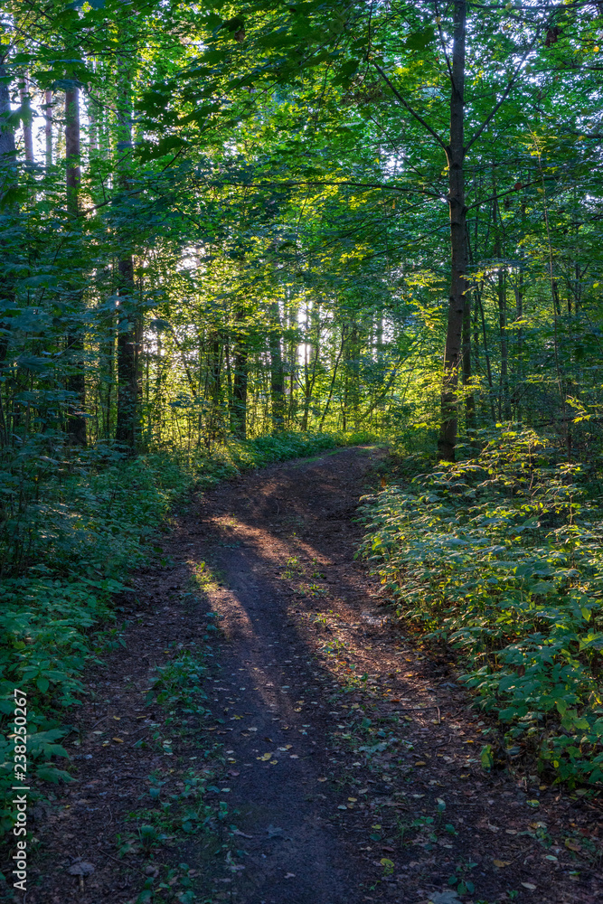 Obraz premium tourist hiking trail track in green summer forest