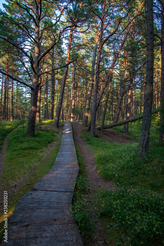 wooden plank boardwalk in swamp area in autumn