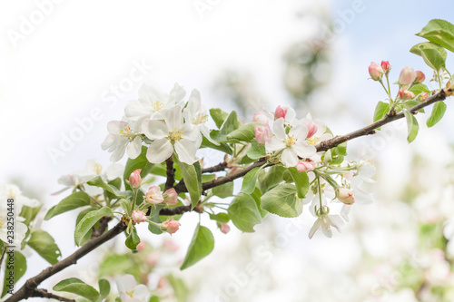 Beautiful spring floral nature landscape. Blossoming fruit tree branch in the garden, pink petal flowers. Soft focus, beautiful bokeh