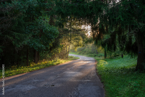 beautiful morning sun light shining through the trees on the road, sun rays