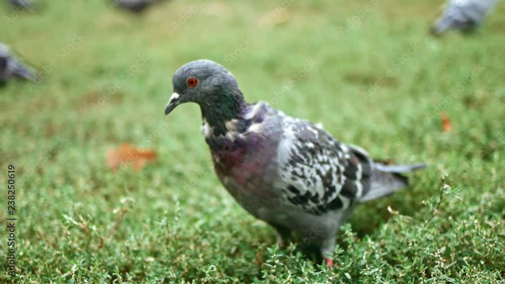Gray pigeon walking on grass in park in slow motion Gray pigeon walking on grass in park in slow motion
