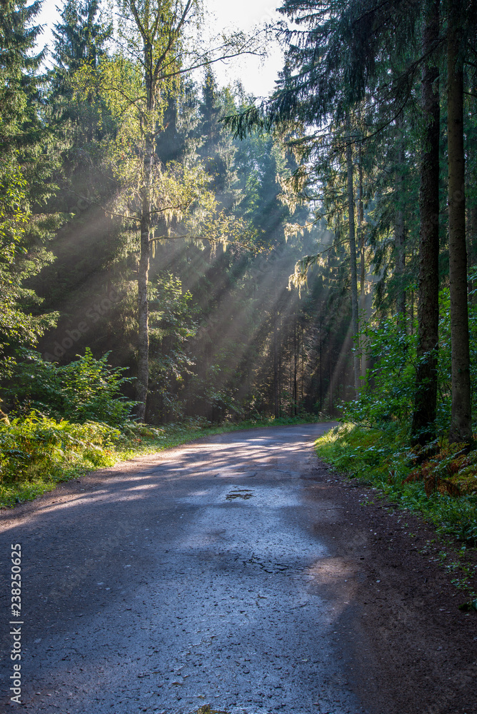 Naklejka premium beautiful morning sun light shining through the trees on the road, sun rays