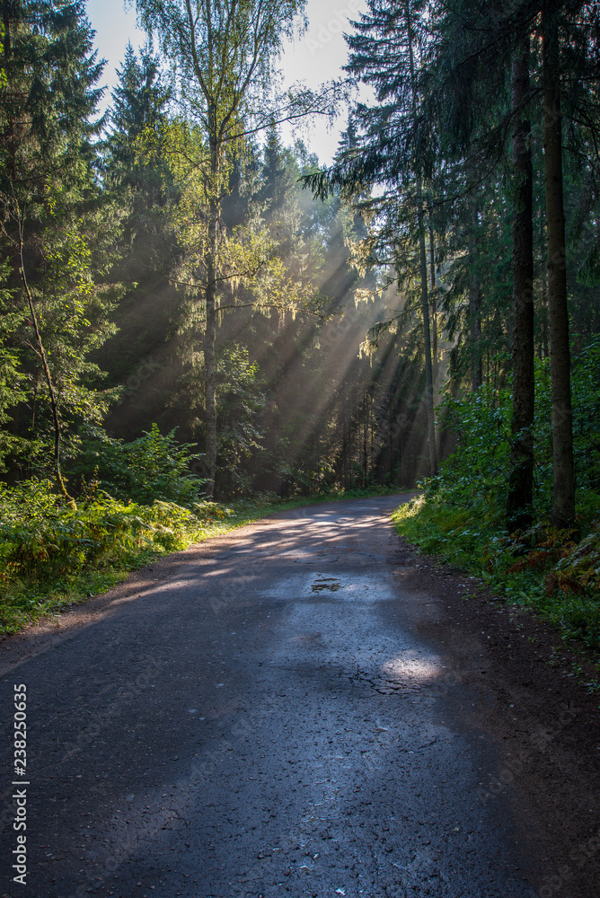 beautiful morning sun light shining through the trees on the road, sun rays