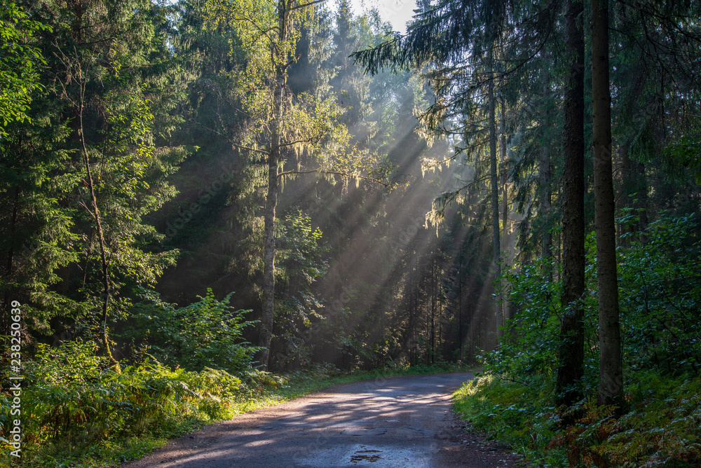 Obraz premium beautiful morning sun light shining through the trees on the road, sun rays