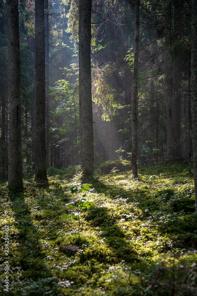 beautiful morning sun light shining through the trees on the road, sun rays beautiful morning sun light shining through the trees on the road, sun rays