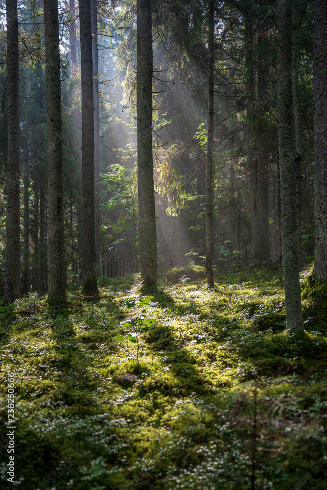 beautiful morning sun light shining through the trees on the road, sun rays