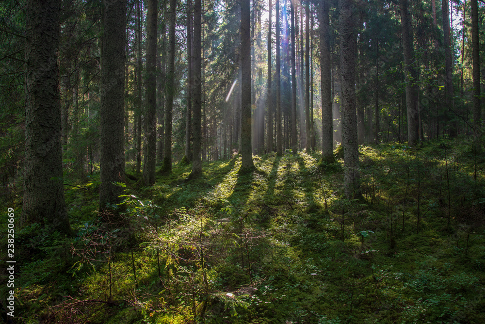 Obraz premium beautiful morning sun light shining through the trees on the road, sun rays