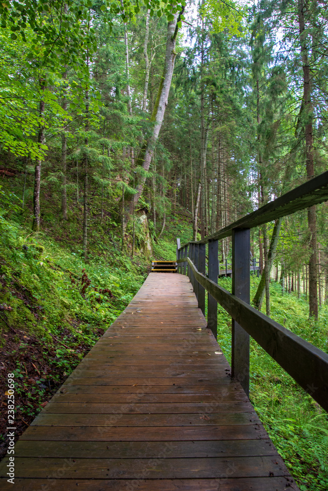 wooden plank boardwalk in swamp area in autumn wooden plank boardwalk in swamp area in autumn