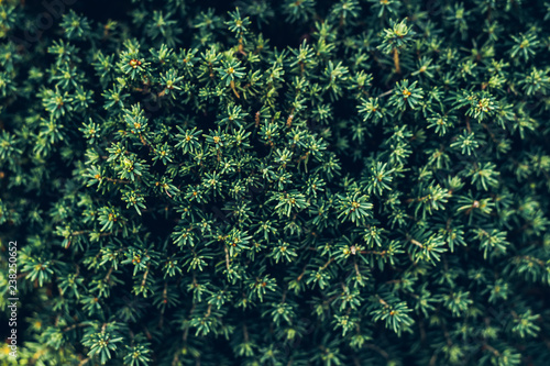 Juniperus communiscommon juniper in forest, Finland. The cones are used to flavour certain beers and gin.