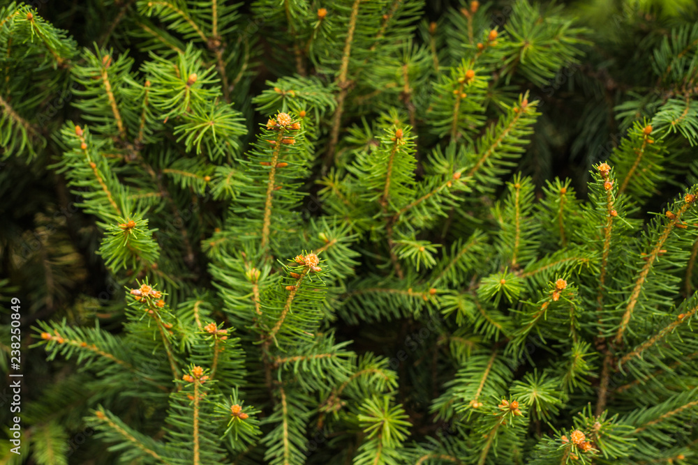 Closeup photo of green needle pine tree on the right side of picture. Small pine cones at the end of branches. Blurred pine needles in background Closeup photo of green needle pine tree on the right side of picture. Small pine cones at the end of branches. Blurred pine needles in background