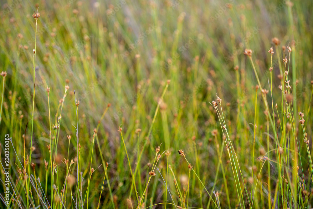 swamp vegetation close up with grass bents and foliage swamp vegetation close up with grass bents and foliage