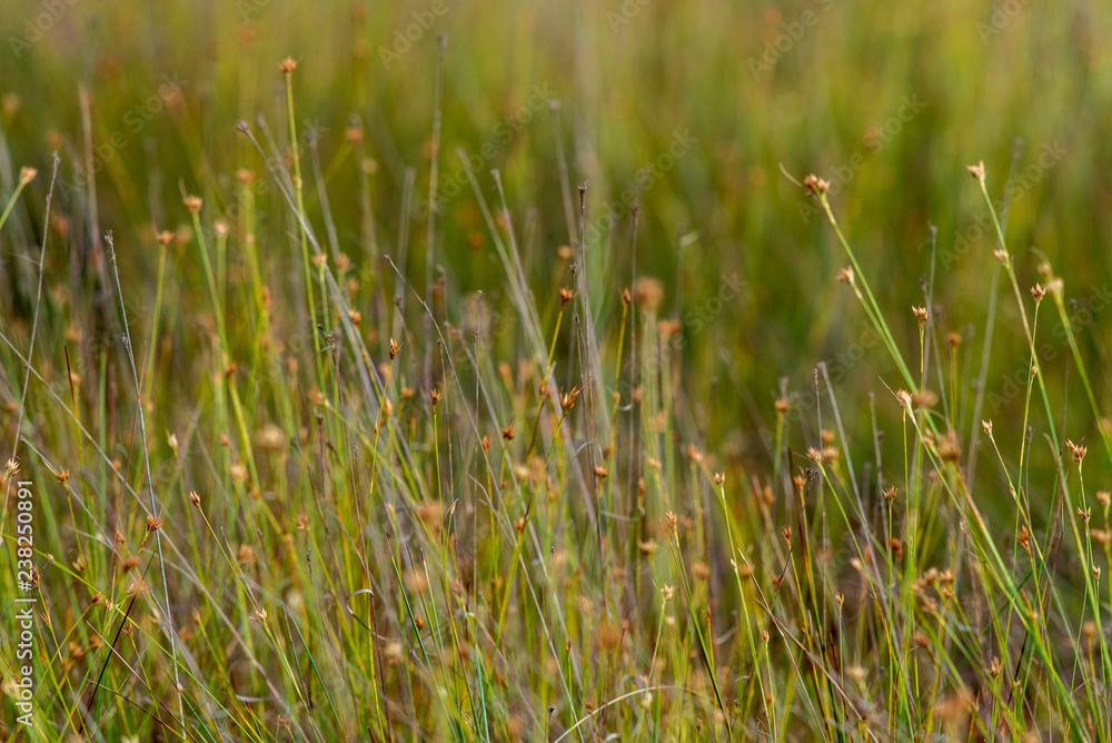 swamp vegetation close up with grass bents and foliage swamp vegetation close up with grass bents and foliage