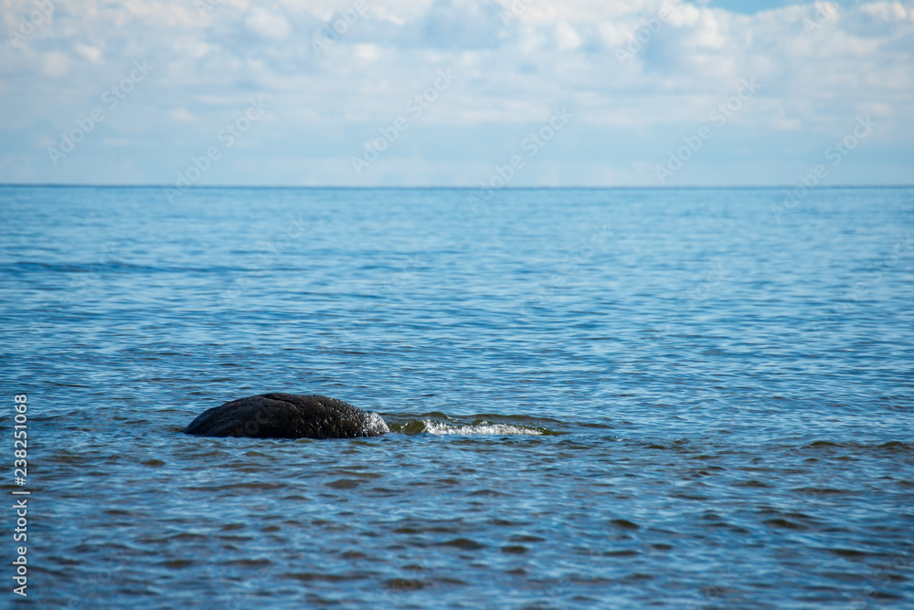 Obraz premium rock covered beach in countryside in Latvia, large rocks in water