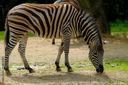 zebra in zoo