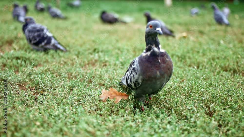 Flock of pigeons sitting on grass in park Flock of pigeons sitting on grass in park
