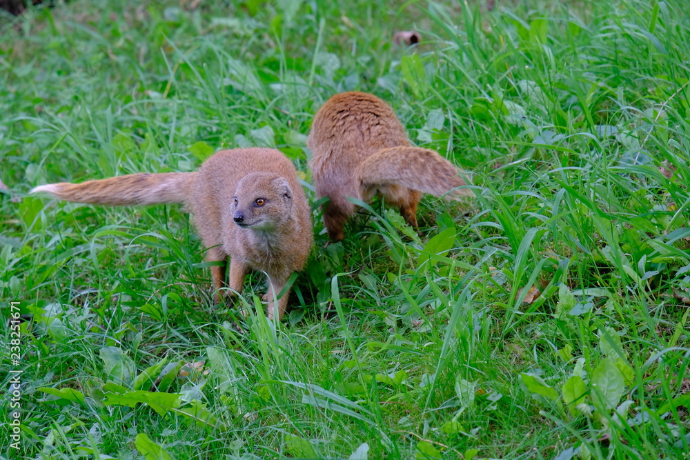 Portrait of a yellow mongoose in the grass Portrait of a yellow mongoose in the grass
