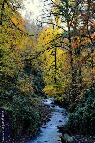 autumn in the forest