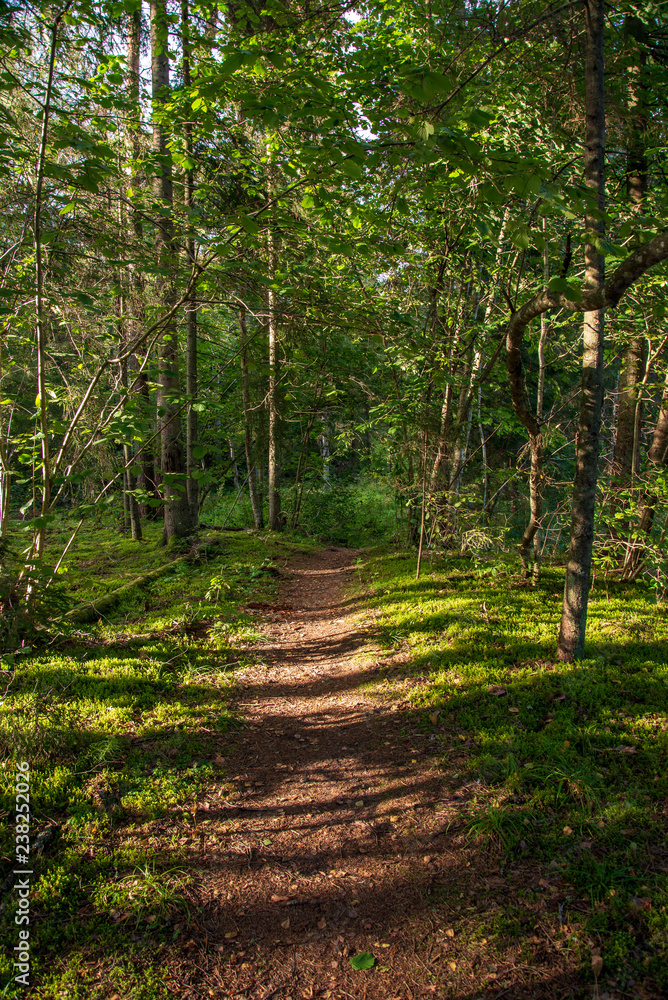 Obraz premium tourist hiking trail track in green summer forest