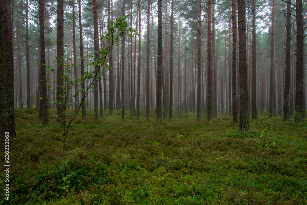 Fototapeta premium calm and peaceful pine tree forest with green forest bed