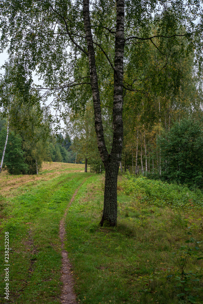 Naklejka premium tourist hiking trail track in green summer forest