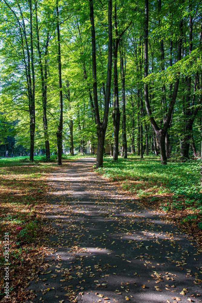 Obraz premium tourist hiking trail track in green summer forest