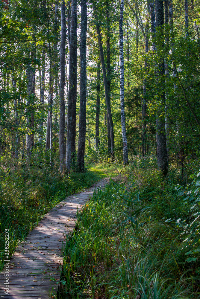 wooden plank boardwalk in swamp area in autumn