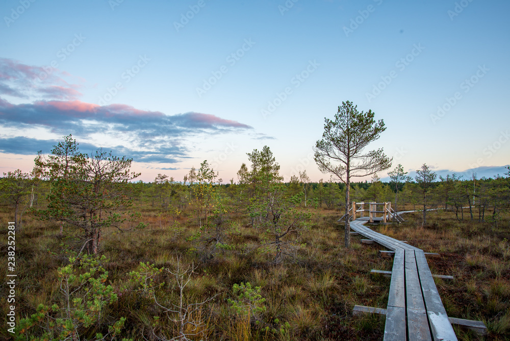 Fototapeta premium wooden plank boardwalk in swamp area in autumn