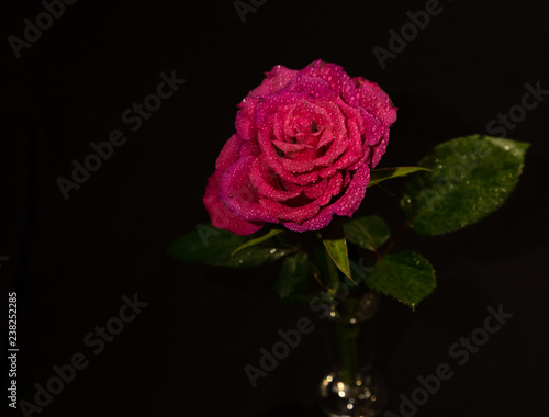 Pink rose on black background. Romantic 