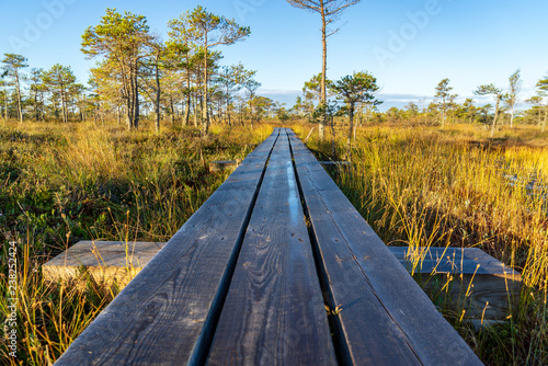 wooden plank boardwalk in swamp area in autumn