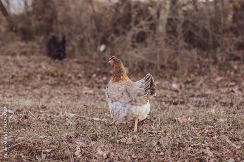 Funny chicken runs running outdoors, close-up. Big goat farm.