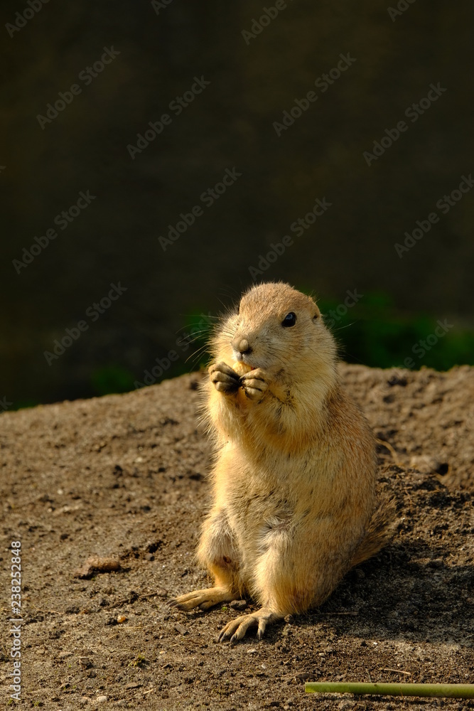 Prairie dog standing upright Prairie dog standing upright