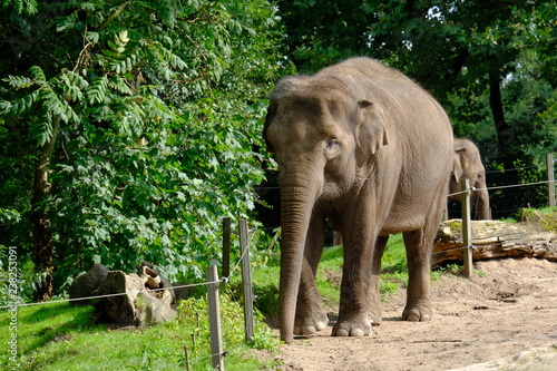 Big adult elephant in park