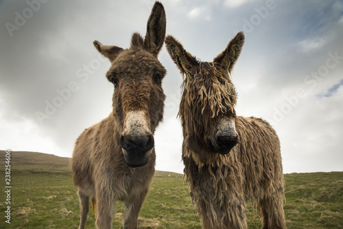 Fototapet Irish donkeys