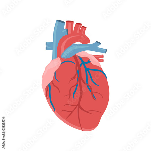 Icon of the human heart anatomy. The Heart of Man. The human internal organ of the heart. Vector illustration. 