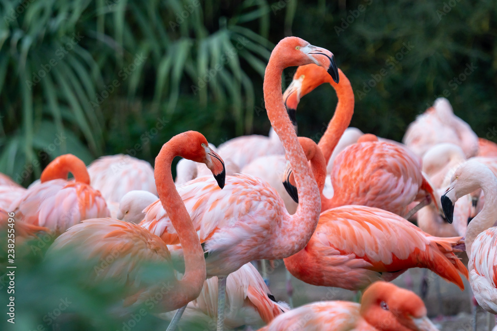 Naklejka premium Grupa chilijskich flamingów (Phoenicopterus chilensis)