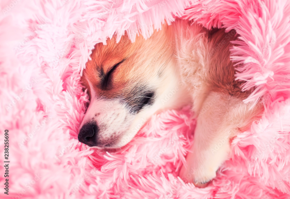 Pink sales fluffy dog