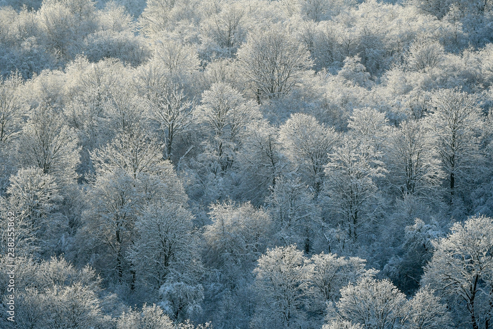 Winter forest in the Bieszczady Mountains