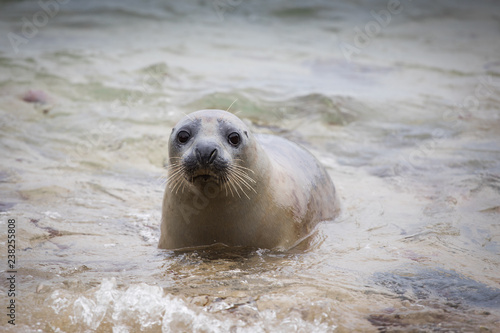 Photography Seal