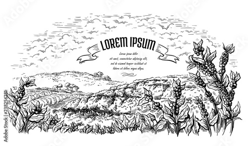 coffee plantation landscape in graphic style hand-drawn vector.