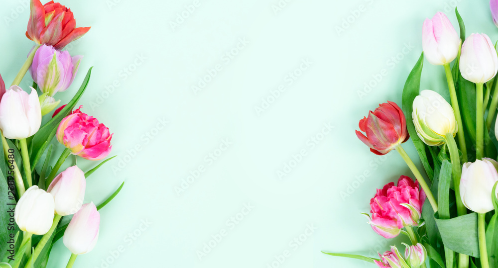 Bouquet of fresh tulips flowers frame on pastel green ment background banner