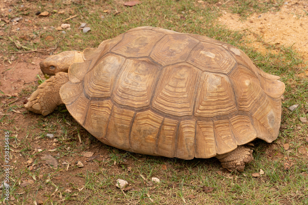 Sulcata tortoise walking on the ground outdoor. Sulcata tortoise walking on the ground outdoor.