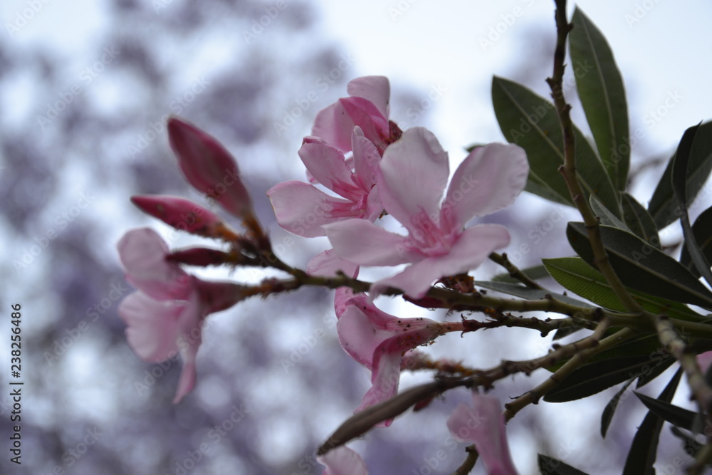 Fototapeta premium Flowers of Cyprus