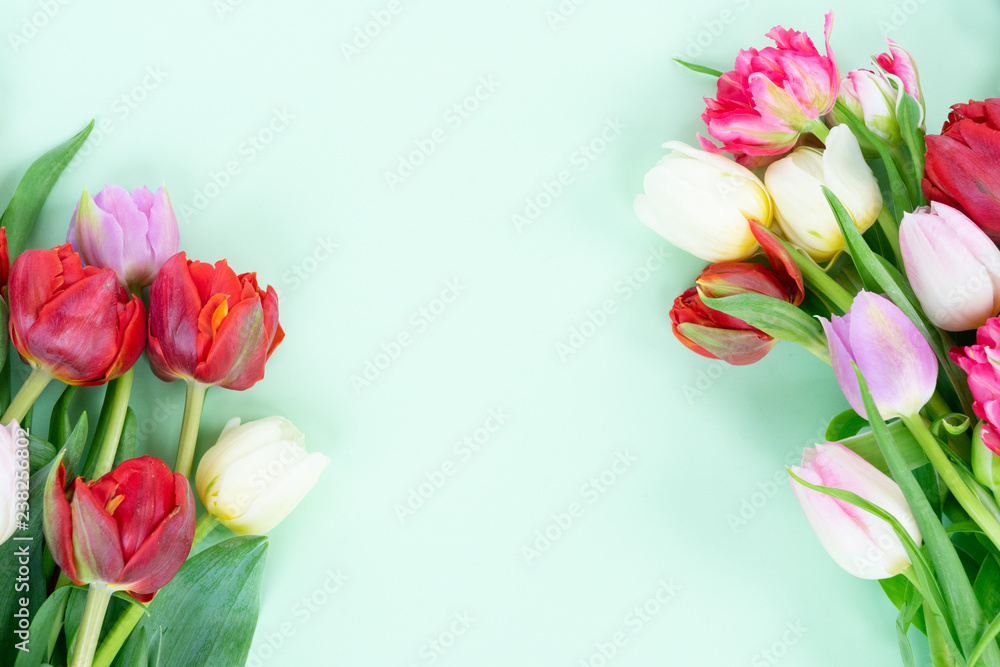Bouquet of fresh tulips flowers frame on pastel green ment background with copy space Bouquet of fresh tulips flowers frame on pastel green ment background with copy space