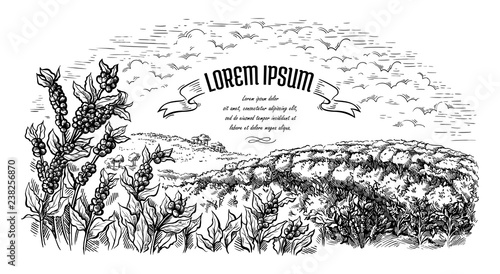 coffee plantation landscape in graphic style hand-drawn vector.