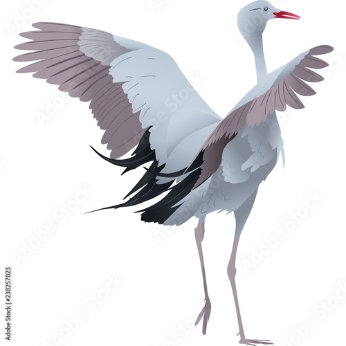 South African National Bird south-african-national-bird