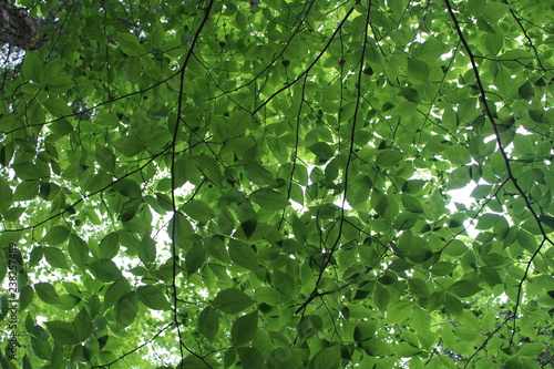 backgroubnd, nature leaves